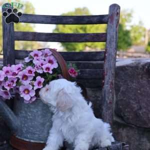 Mia, Teddy Bear Puppy
